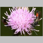 Sphecodes pellucidus - Blutbiene m001d 6mm - Sandgrube Niedringhaussee-det.jpg